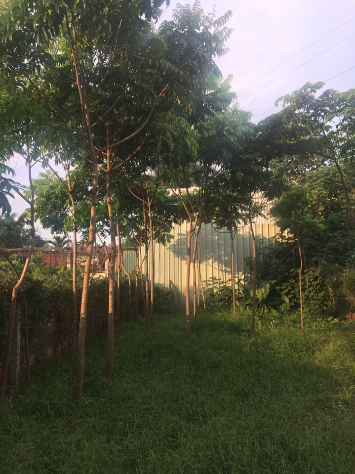 Cây sấu đẹp