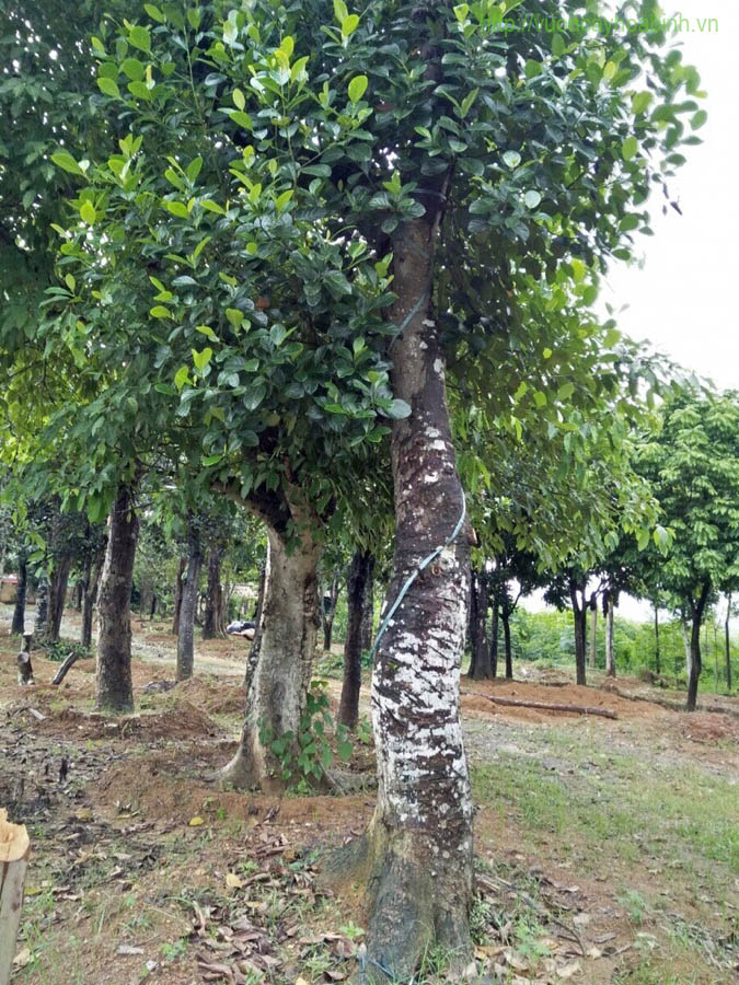 Cây mít vườn cây hòa bình