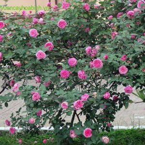 Cây Hoa Hồng Cổ Sapa vuoncayhoabinh.vn