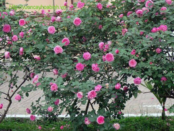 Cây Hoa Hồng Cổ Sapa vuoncayhoabinh.vn