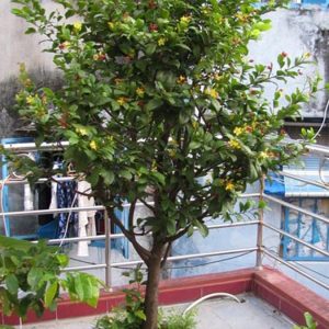 cây mai tứ quý vườn cây hòa bình