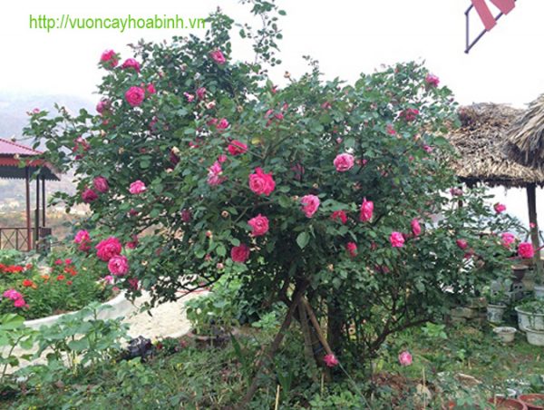 Hồng Cổ Sapa vuoncayhoabinh.vn