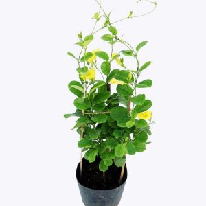 Cây Huỳnh Đệ vuoncayhoabinh.vn