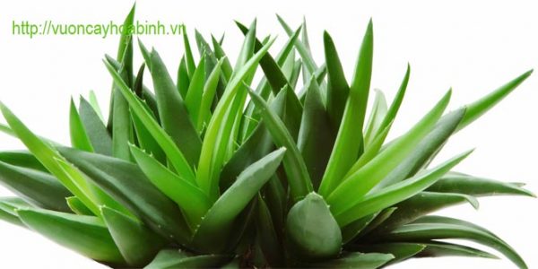 cay nha dam 3 vuoncayhoabinh.vn