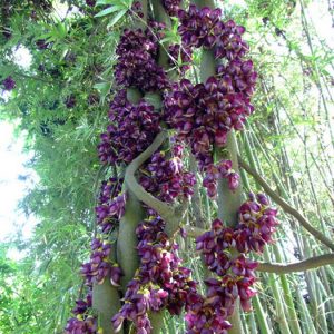 cây hoa huyết long vuoncayhoabinh.vn
