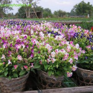 Cây Hoa Mắt Nai rủ vuoncayhoabinh.vn