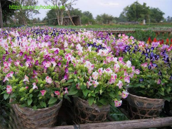 Cây Hoa Mắt Nai rủ vuoncayhoabinh.vn