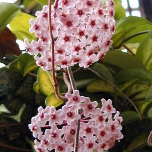 Cây Lan Cẩm Cù vuoncayhoabinh.vn