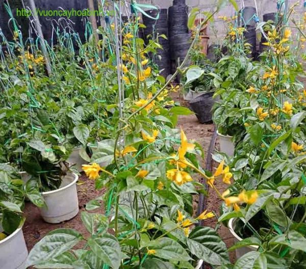 cay lan hoang duong 3 vuoncayhoabinh.vn