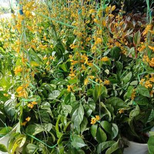 Cây Lan Hoàng Dương vuoncayhoabinh.vn